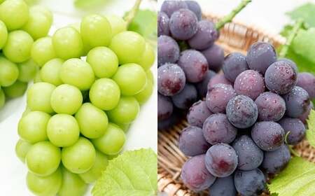 ���܂����Ԃǂ� 3�i�� �l�ߍ��킹 2kg�i3�`6�[�j �y2026�N8����{����8�����{�������\��z �^ �������� �ʕ� �ʎ� �t���[�c �u�h�E ���� �}�X�J�b�g �① ���R�� ���璬