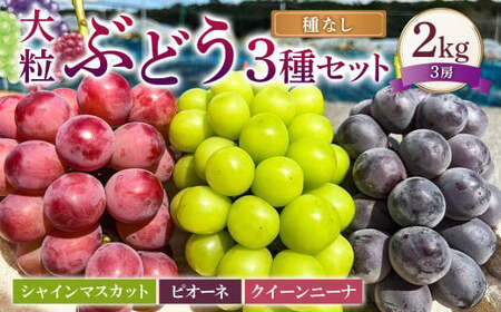 大粒 ぶどう 3種 セット 3房 計約2kg シャインマスカット ピオーネ クイーンニーナ [2026年10月上旬から12月下旬頃迄発送予定] / マスカット 葡萄 ブドウ 種無し 種なし