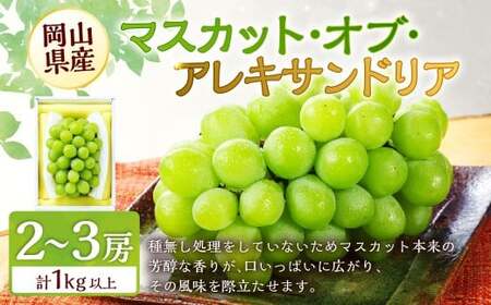 マスカット・オブ・アレキサンドリア 2〜3房 (合計1.0kg以上) [2026年8月下旬〜9月下旬 発送予定] マスカット ぶどう 葡萄 ブドウ 果物 くだもの フルーツ ギフト お取り寄せ 国産