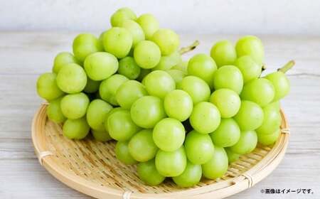 シャインマスカット 約1.3kg以上(2房) [2026年10月下旬-11月下旬発送予定] シャイン マスカット ぶどう 葡萄 ブドウ 果物 くだもの フルーツ ギフト お取り寄せ 国産