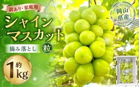 訳あり家庭用シャインマスカット摘み落とし1kg以上 マスカット ぶどう ブドウ 葡萄 グレープ フルーツ 果物 デザート おやつ 種なし 皮ごと 旬 岡山県 美咲町 [2026年9月上旬から10月上旬頃発送予定]