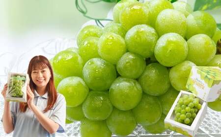 マスカット・オブ・アレキサンドリア (700g以上・秀品以上) 1房 化粧箱入り[2026年7月上旬〜8月上旬迄発送予定] / マスカット 葡萄 ぶどう 果物 果実 フルーツ 皮ごと 岡山県 美咲町 冷蔵