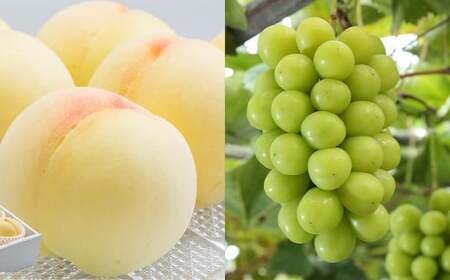 詰合 / 白桃 (1玉220g以上)2玉 ・ シャインマスカット 晴王(1房480g以上)2房 化粧箱入り [2026年7月下旬〜8月上旬迄発送予定]/ 桃 もも マスカット 葡萄 ぶどう 果物 果実 フルーツ 旬 詰め合わせ 詰合せ 岡山県 美咲町 冷蔵