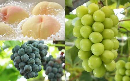 [3回定期便]岡山県産 フルーツ定期便コース (白桃 ・ ニューピオーネ ・ 晴王) [2026年7月上旬発送開始] / 3回 桃 もも 葡萄 ぶどう シャインマスカット マスカット 果物 果実 フルーツ 旬 定期便 岡山県 美咲町 冷蔵