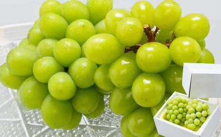 [2回定期便]岡山県産 シャインマスカット 晴王 計2房 (1房600g以上) [2026年8月下旬発送開始] / 2回 マスカット 葡萄 ぶどう 果物 果実 フルーツ 定期便 岡山県 美咲町 冷蔵