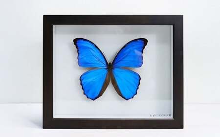 昆虫標本箱(ドイツ箱) モルフォ蝶 1頭入 / 標本箱 箱 ケース 標本 蝶 蝶々 インテリア オブジェ