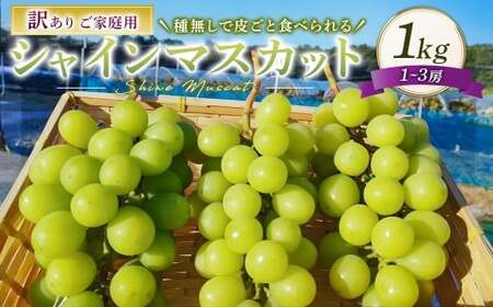 訳あり シャインマスカット 1〜3房 1kg ご家庭用 マスカット ブドウ ぶどう 葡萄 果物 くだもの フルーツ 家庭用 [ 2026年10月上旬〜12月下旬迄発送予定 ]