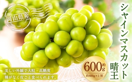 岡山県産 シャインマスカット 晴王 約600g ( 600g×1房 ) ぶどう ブドウ 葡萄 マスカット 果物 くだもの フルーツ 国産 [ 2026年8月下旬〜11月下旬発送予定 ]