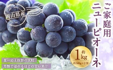 ご家庭用 岡山県産 ニューピオーネ 約1kg ( 500g×2房 ) ぶどう ブドウ 葡萄 くだもの 果物 果実 フルーツ 国産 [ 2026年8月下旬〜9月下旬発送予定 ]