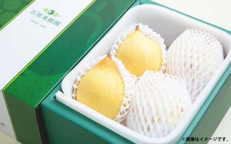 鴨梨 (ヤーリー) 3〜6玉 約2kg 贈答箱 / 梨 なし ナシ 果物 [2026年11月下旬〜12月下旬発送予定]