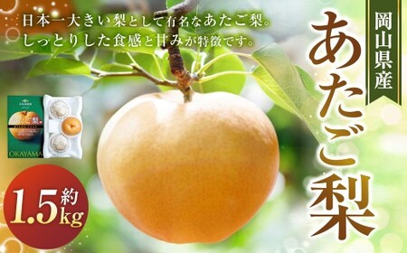 あたご梨 3玉 約500g 合計約1.5kg以上 化粧箱 梨 ナシ なし 愛宕梨 あたごなし ジャンボ梨 [2026年11月下旬〜12月下旬発送予定]