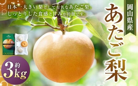 あたご梨 3〜6玉 合計約3kg 化粧箱 梨 ナシ なし 愛宕梨 あたごなし ジャンボ梨 [2026年11月下旬〜12月下旬発送予定]