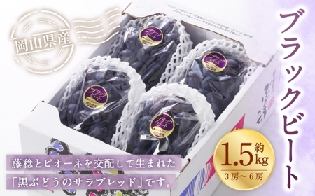 岡山県産 ブラックビート 約1.5kg ( 3房〜6房 ) ぶどう ブドウ 葡萄 くだもの 果物 果実 フルーツ 国産 黒ぶどう [ 2026年8月上旬〜9月上旬発送予定 ]
