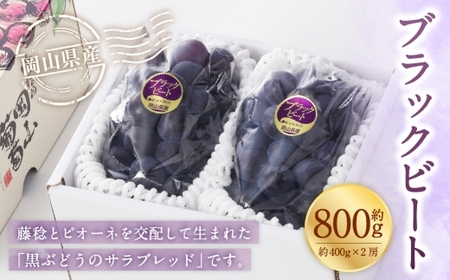 岡山県産 ブラックビート 約800g （ 約400g×2房 ） ぶどう ブドウ 葡萄 くだもの 果物 果実 フルーツ 国産 黒ぶどう 【 2026年8月上旬～9月上旬発送予定 】