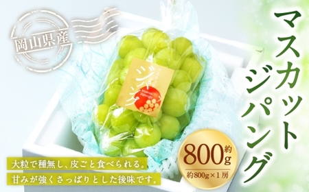 岡山県産 マスカットジパング 約800g ( 約800g×1房 ) ぶどう ブドウ 葡萄 くだもの 果物 果実 フルーツ 国産 マスカット [ 2026年7月下旬〜8月下旬発送予定 ]