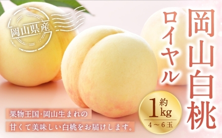 岡山白桃 ロイヤル 4〜6玉 約1kg 岡山県産 白桃 桃 もも モモ くだもの 果物 果実 フルーツ 国産 ギフト 贈り物 [ 2026年7月上旬〜8月下旬発送予定 ]