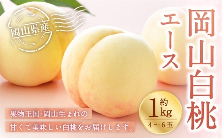 岡山白桃 エース 4〜6玉 約1kg 岡山県産 白桃 桃 もも モモ くだもの 果物 果実 フルーツ 国産 ギフト 贈り物 [ 2026年7月上旬〜8月下旬発送予定 ]