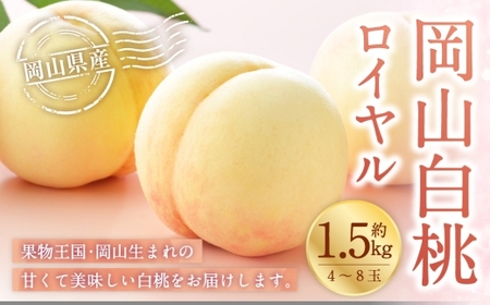 岡山白桃 ロイヤル 4～8玉 約1.5kg 岡山県産 白桃 桃 もも モモ くだもの 果物 果実 フルーツ 国産 ギフト 贈り物 【 2026年7月上旬～8月下旬発送予定 】