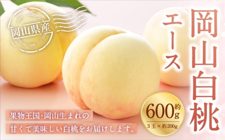 岡山白桃 エース 3玉×約200g ( Lサイズ ) 岡山県産 白桃 桃 もも モモ くだもの 果物 果実 フルーツ 国産 ギフト 贈り物 [ 2026年7月上旬〜8月下旬発送予定 ]