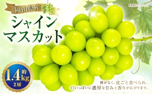 シャインマスカット 2房 約1.4kg マスカット 葡萄 くだもの 果物 フルーツ 果実 ぶどう ブドウ 皮ごと 種無し ギフト 贈答 贈り物 果汁 国産 岡山県産 【 2026年10月下旬～11月下旬発送予定 】