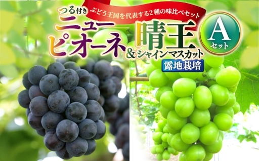 つる付き! ニューピオーネ & 晴王 シャインマスカット Aセット 露地栽培 ブドウ ぶどう 葡萄 果物 くだもの フルーツ 果実 マスカット 食べ比べ [ 2026年9月上旬〜10月下旬発送予定 ]