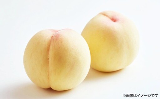 [ ご家庭用 ] 岡山白桃 5〜7玉 ( 約1.5kg以上 ) 白桃 もも モモ 桃 くだもの 果物 フルーツ 果実 果汁 果肉 甘み 香り 食感 国産 岡山県産 旬 [ 2026年6月下旬〜8月下旬発送予定 ]