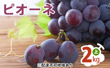 ピオーネ 2kg (上) ぶどう 葡萄 フルーツ 果物 岡山県 岡山県産 2024年 先行予約