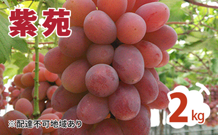 紫苑 2kg ぶどう 葡萄 フルーツ 果物 岡山県 岡山県産 2024年 先行予約