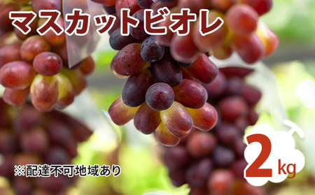 マスカット ビオレ 2kg ぶどう 葡萄 フルーツ 果物 岡山県 岡山県産 2024年 先行予約
