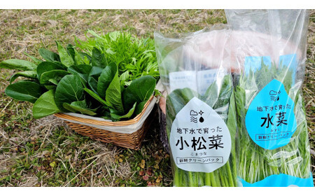 小松菜、水菜の詰め合わせ 各12束
