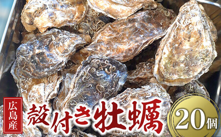 広島県産 草津かき(殻付き) 20個[広島 牡蠣 牡蠣 牡蠣 牡蠣 牡蠣 牡蠣]