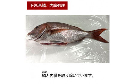 [鱗、内臓処理]活き締め真鯛1尾(約1kg)タイ たい 刺身 鍋
