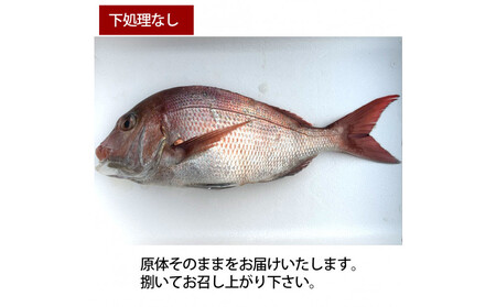 [下処理なし]活き締め真鯛1尾(約1kg)タイ たい 刺身 鍋