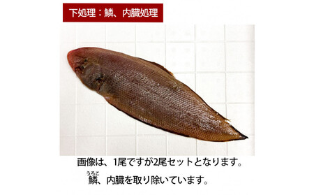 [鱗、内臓処理]赤舌平目 2尾(1尾、約250g〜300g)れんちょうがれい レンチョウ