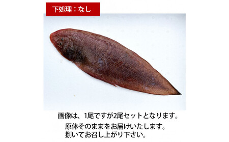 [下処理なし]赤舌平目 2尾(1尾、約250g〜300g)れんちょうがれい レンチョウ