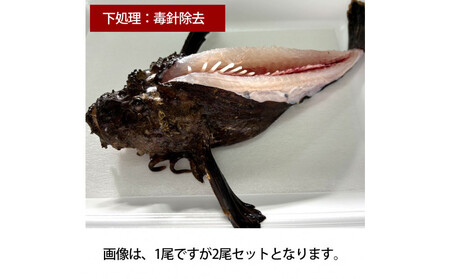 [背中の毒針除去][先行予約]活き締めオコゼ2尾セット(2人前)ポン酢付き 虎魚 おこぜ 薄造り 唐揚げ