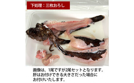 [三枚おろし皮付き(唐揚げ用)][先行予約]活き締めオコゼ2尾セット(2人前)ポン酢付き 虎魚 おこぜ 薄造り 唐揚げ