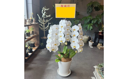 胡蝶蘭大輪3本立ち(1本につき10〜13輪蕾込)