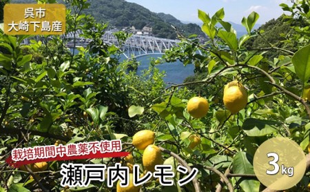 瀬戸内 レモン 3kg 採れたて 広島県 呉市 大崎下島産 栽培期間中 無農薬 化学肥料不使用 優希