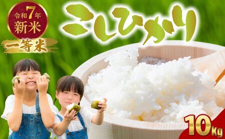 ߘa7NxV LY RVqJ 10kg ꓙ āy   V LY ނ ͂ Sn  R ɂ Yz2025N10菇\