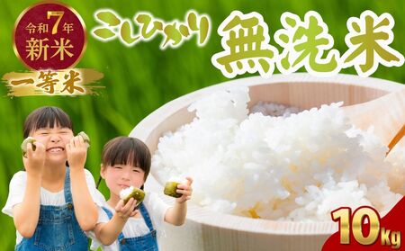 yāzߘa7NxV LY RVqJ  10kg ꓙ āy   V LY ނ ͂ Sn  R ɂ Yz