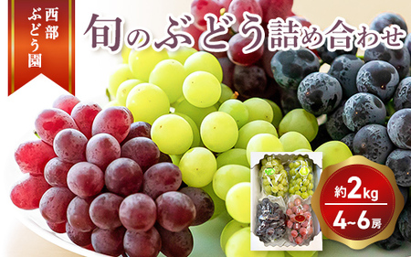 Ԃǂ {̂Ԃǂl 4`6[ v2kg yVC}XJbg sI[l  ˃WCAc  Tj[[W nj[r[iX |NC[ IG^X^[z2024N8{