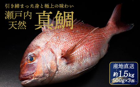 瀬戸内産 天然真鯛 約1.5kg(500g×3匹/鱗・内蔵処理)[12月〜発送]/ 鯛 天然鯛 真鯛 天然 鮮魚 下処理済 瀬戸内 広島県 三原市 154001