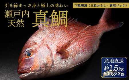 瀬戸内産 天然真鯛 約1.5kg(500g×3匹)[調理が楽ちん!三枚おろし・真空パックでお届け!]鯛 天然鯛 真鯛 天然 鮮魚 下処理済 三枚おろし 瀬戸内 広島県 三原市 154002