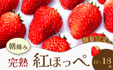 ystEʌzE݊ngق  ʕ C`S  12`18i400g`600gj  2026N1\@O  t[c  041001