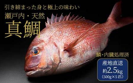 ˓Y VR 2.5kgi500g×5C/؁Ej  VR ^ VR N  ˓ L Os 154006