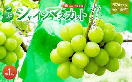 [2026年夏頃発送・先行受付][ひのきファームランド] 訳あり ぶぶシャインマスカット 1kg ぶどう マスカット 果物 フルーツ 233001