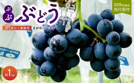 [2026年夏頃発送・先行受付][ひのきファームランド] 訳あり ぶぶナガノパープル 1kg ぶどう 果物 フルーツ 233002