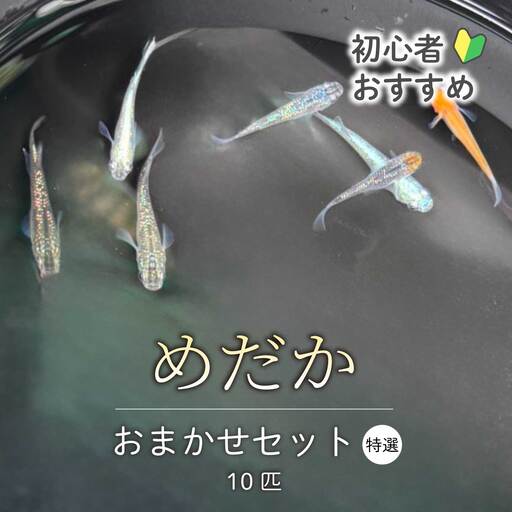 めだか おまかせセットB(10匹)メダカ 特撰 飼育 生体 観賞魚 魚 ペット おまかせ ミックス おすすめ 水槽 インテリア 生物 鑑賞 熱帯魚 アクアリウム 熱帯 淡水魚 243002