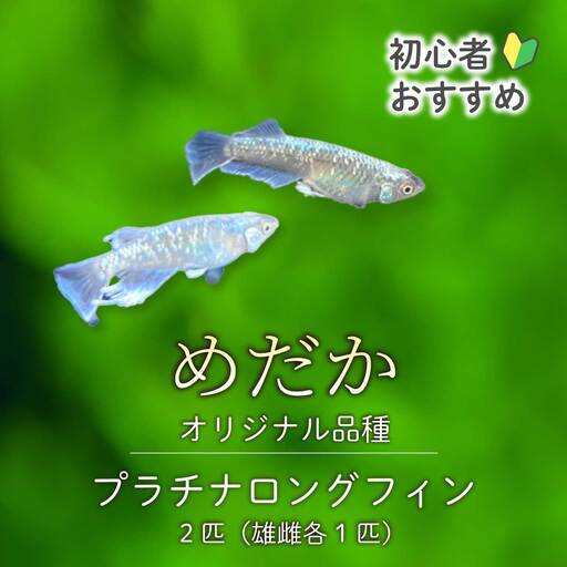 プラチナロングフィン 2匹(雄・雌 各1匹)めだか メダカ 飼育 生体 観賞魚 魚 ペット おまかせ ミックス おすすめ 水槽 インテリア 生物 鑑賞 熱帯魚 アクアリウム 熱帯 淡水魚 243003